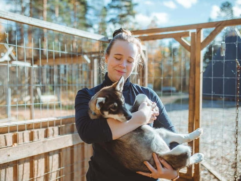 Rovaniemi: Husky Farm Visit - Final Thoughts