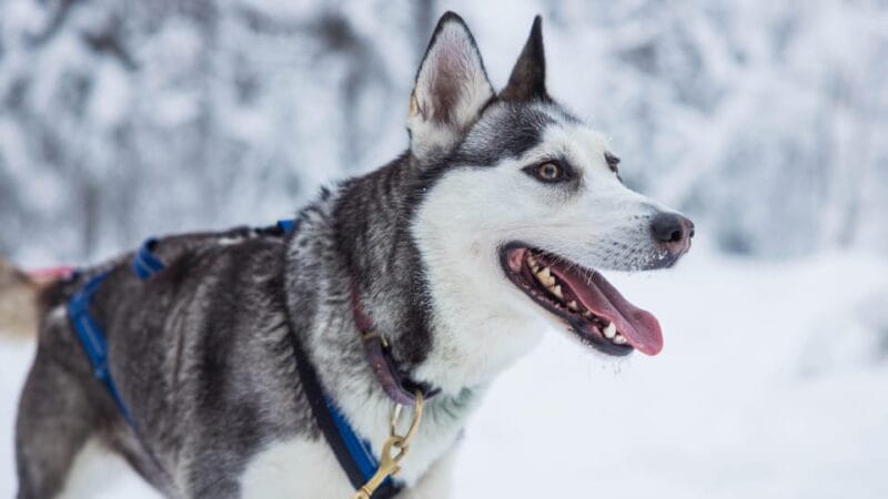 Rovaniemi: Husky Farm Visit with a Sledge Ride - Starting with a Warm Welcome: What to Expect