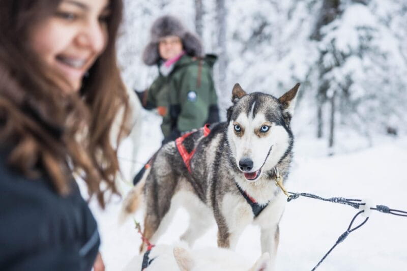 Rovaniemi: Husky Farm Visit with a Sledge Ride - The 1-Kilometer Sledge Ride: Scenic and Authentic