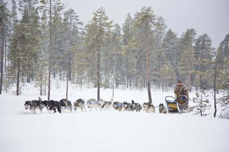 Rovaniemi: Husky & Reindeer Experience with Snowmobile Ride - Price and Overall Value