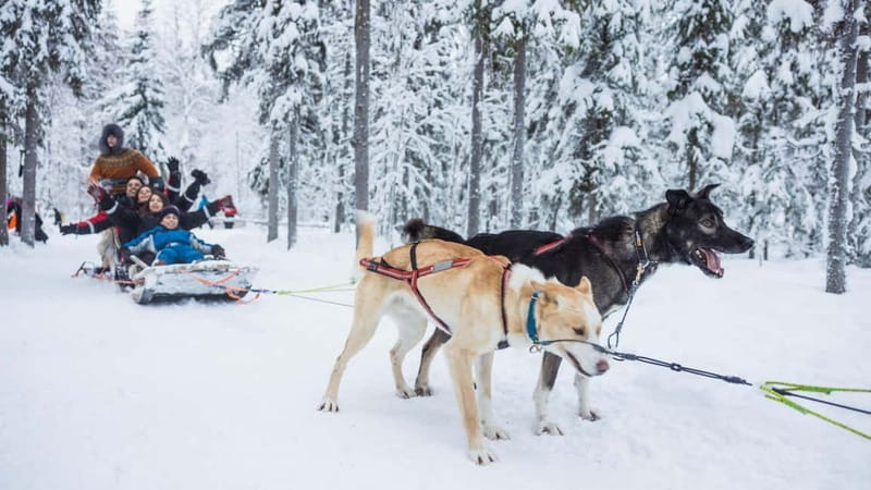 Rovaniemi: Husky & Reindeer Experience with Snowmobile Ride - The Sum Up