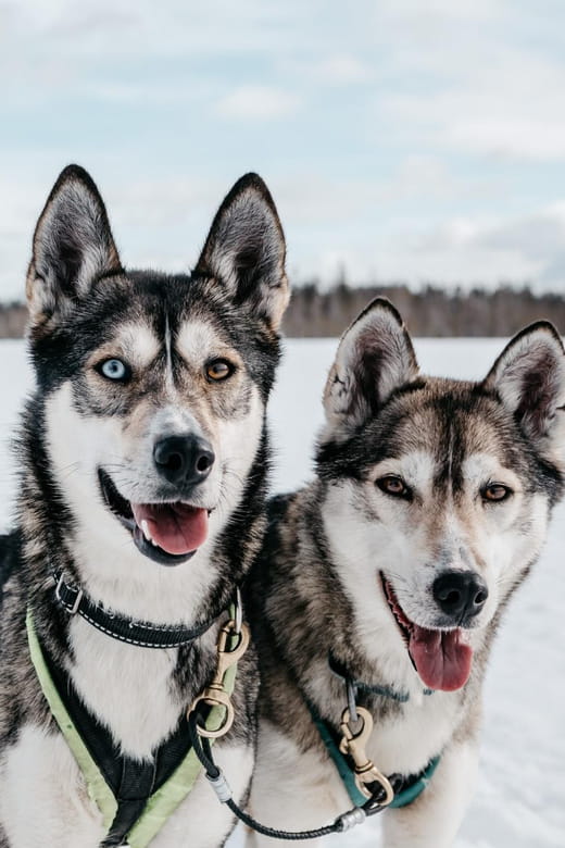 Rovaniemi: Husky Sled Ride and Farm Visit - Key Points / Takeaways