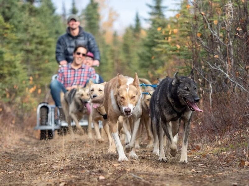 Rovaniemi: Husky Sled Ride and Farm Visit - Interacting and Photographing the Huskies