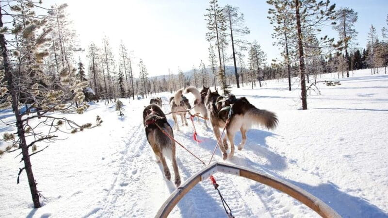 Rovaniemi: Husky Sled Ride and Farm Visit - Final Thoughts
