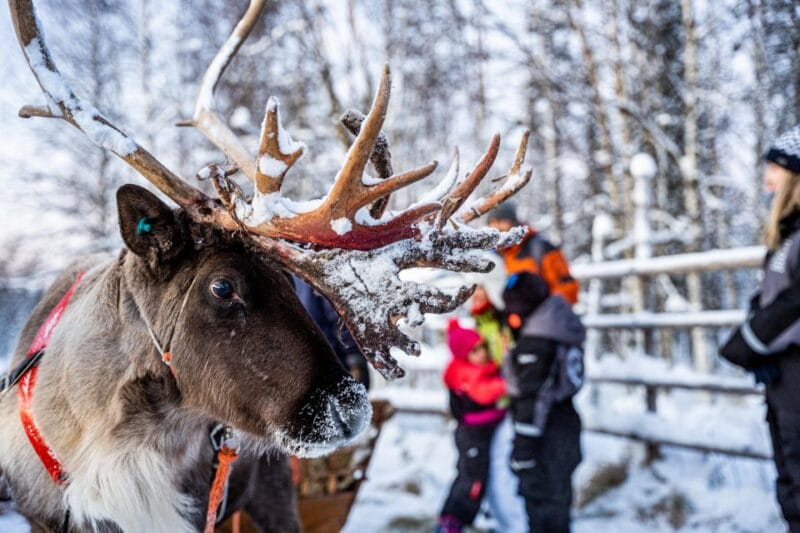 Rovaniemi: Local Reindeer Farm Visit with Sleigh Ride - Key points / Takeaways
