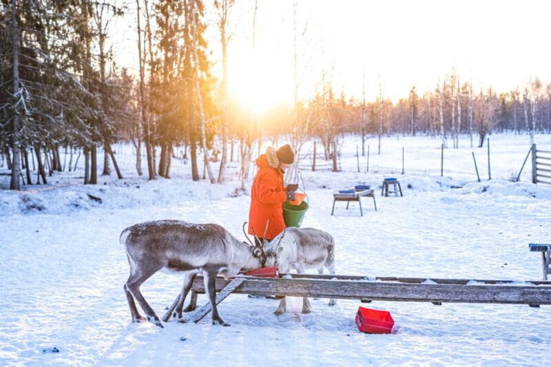 Rovaniemi: Local Reindeer Farm Visit with Sleigh Ride - The Itinerary: A Well-Curated Journey