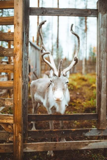 Rovaniemi: Meet and Feed Reindeer - Key Points / Takeaways