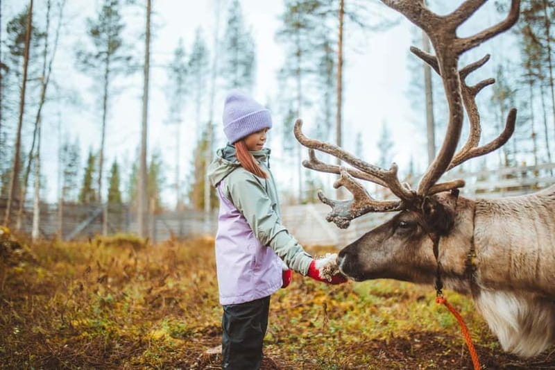 Rovaniemi: Meet and Feed Reindeer - Exploring the Reindeer Encounter: What You Can Expect