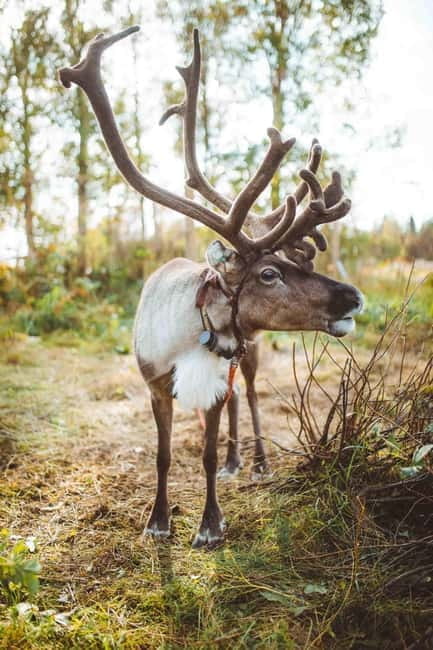 Rovaniemi: Meet and Feed Reindeer - Summary: An Authentic and Heartwarming Arctic Experience
