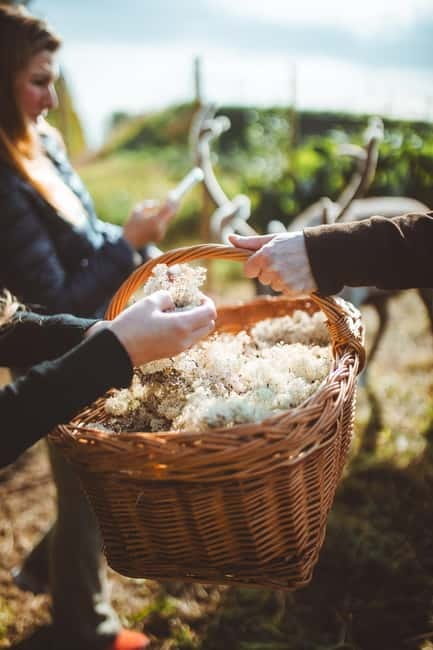 Rovaniemi: Meet Santa Claus and His Friends - Who Will Love This Tour?