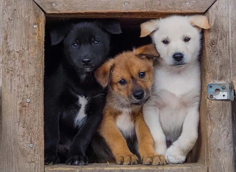 Rovaniemi: Modern husky kennel tour and cart ride in summer - Key points / Takeaways