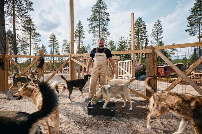 Rovaniemi: Modern husky kennel tour and cart ride in summer - Entering the Husky World: What to Expect