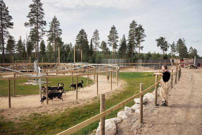 Rovaniemi: Modern husky kennel tour and cart ride in summer - The Summer Cart Ride: A Unique Perspective
