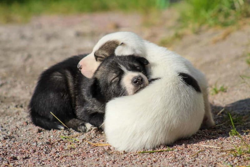 Rovaniemi: Modern husky kennel tour and cart ride in summer - Transportation and Logistics