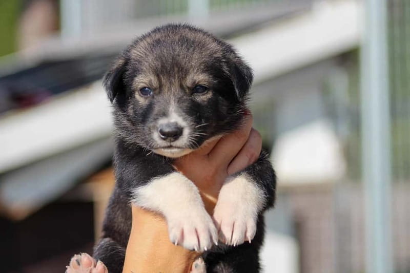 Rovaniemi: Modern husky kennel tour and cart ride in summer - Pricing and Value