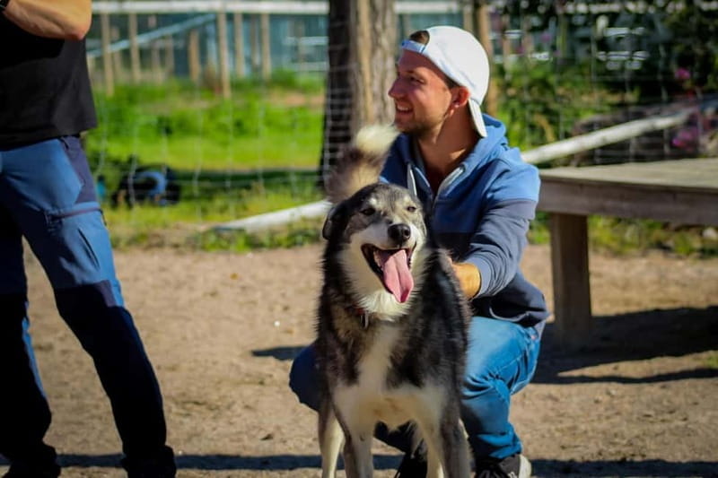 Rovaniemi: Modern husky kennel tour and cart ride in summer - Final Thoughts