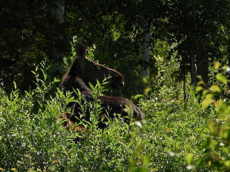 Rovaniemi: Moose Spotting Safari with good snacks - Rovaniemi: Moose Spotting Safari with Good Snacks — An Authentic Arctic Adventure