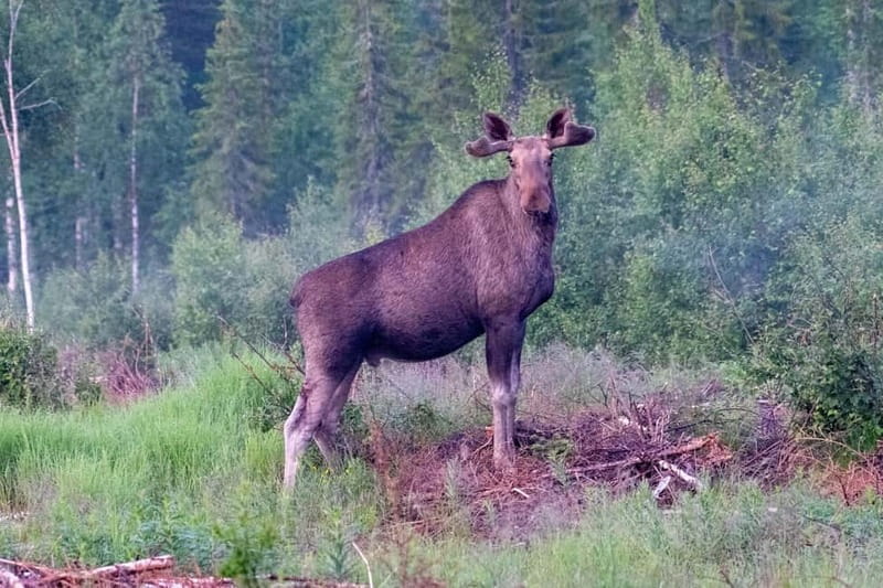 Rovaniemi: Moose Spotting Safari with good snacks - Key Points / Takeaways