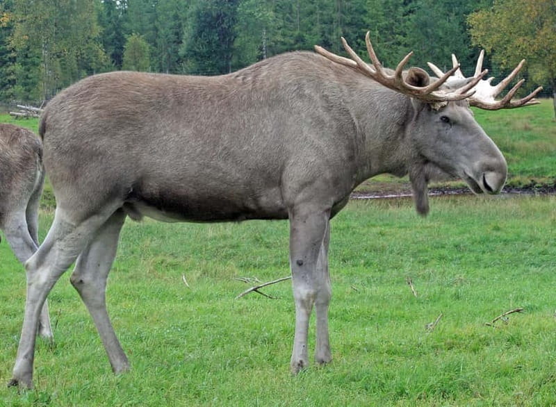 Rovaniemi: Moose Spotting Safari with good snacks - Final Thoughts