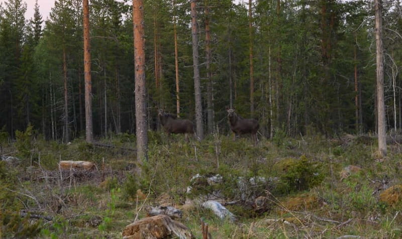 Rovaniemi: Moose Spotting Safari with good snacks - FAQs
