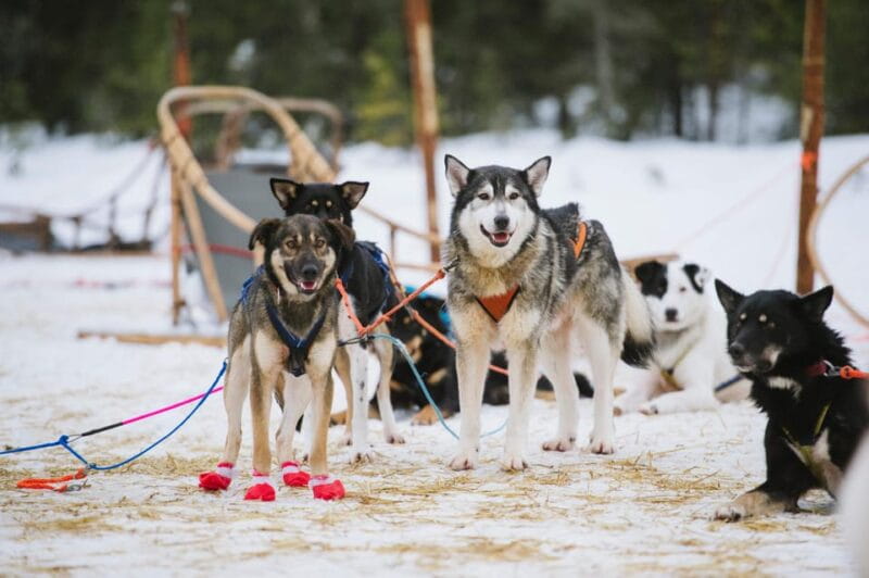 Rovaniemi: One Hour Husky Experience - What’s Included and What’s Not