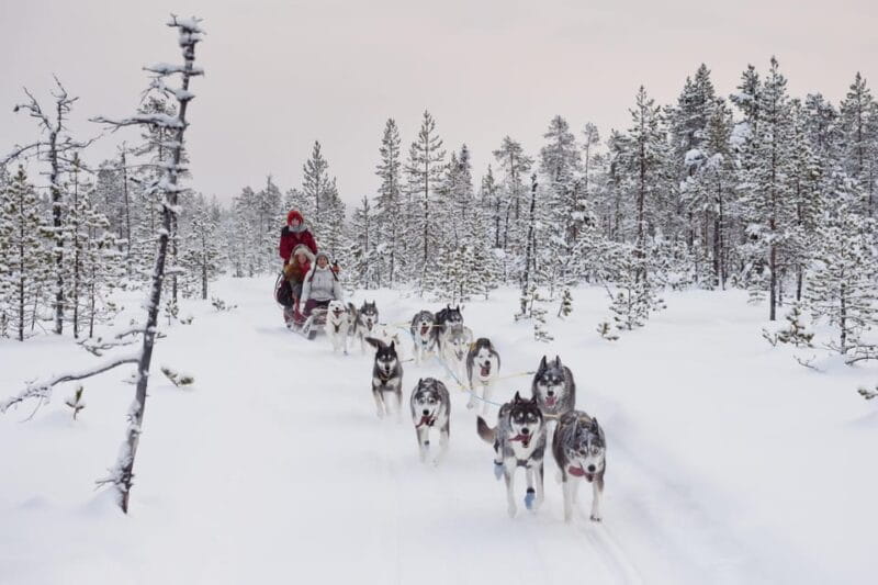 Rovaniemi: One Hour Husky Experience - Final Thoughts