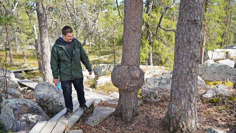 Rovaniemi: Övertorneå and Aavasaksa Hill. History and Nature - Practical Details and What You Need to Know