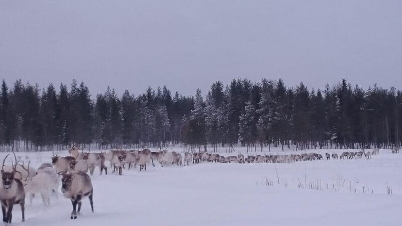 Rovaniemi: Private reindeer farm visit & culture experience - Exploring the Heart of Lapland: An Honest Look at the Reindeer Farm Experience