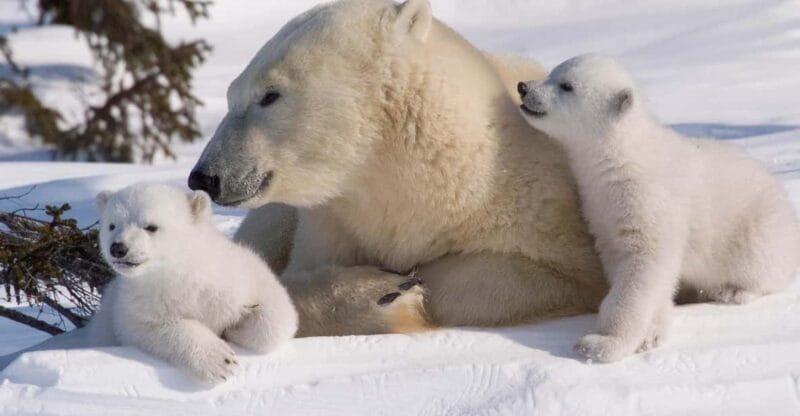 Rovaniemi: Ranua Zoo Visit with Lunch - Key Points / Takeaways