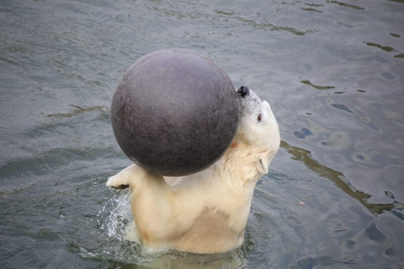 Rovaniemi: Ranua Zoo Wildlife Park Tour with hotel pickup - Key points / Takeaways