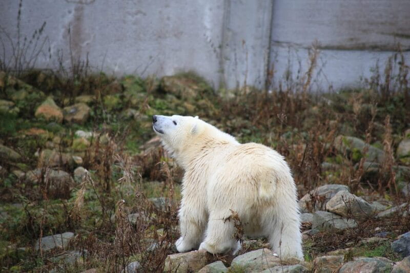Rovaniemi: Ranua Zoo Wildlife Park Tour with hotel pickup - Why the Guided Tour Works Well