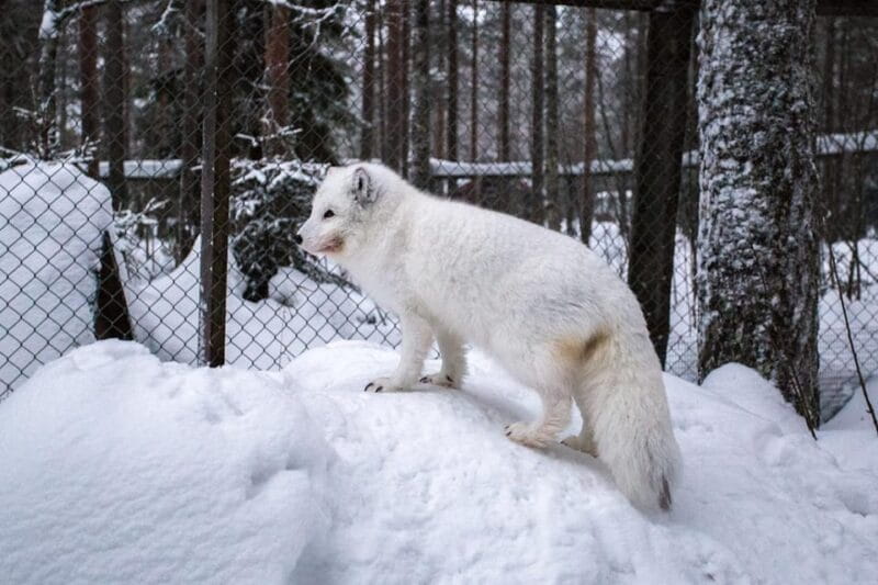 Rovaniemi: Ranua Zoo Wildlife Park Tour with hotel pickup - The Sum Up: Why This Tour Is a Smart Choice