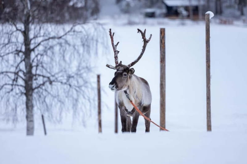 Rovaniemi: Reindeer Experience with Sleigh Ride - Key points / Takeaways