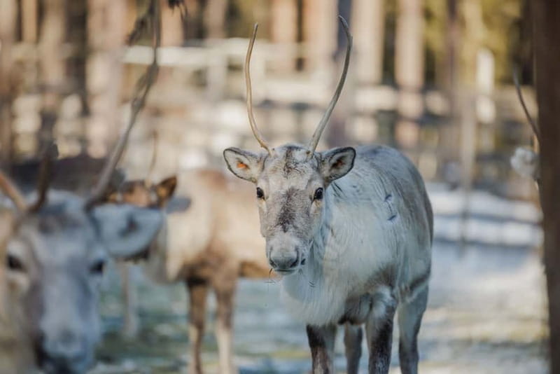 Rovaniemi: Reindeer Experience with Sleigh Ride - A detailed look at this reindeer adventure