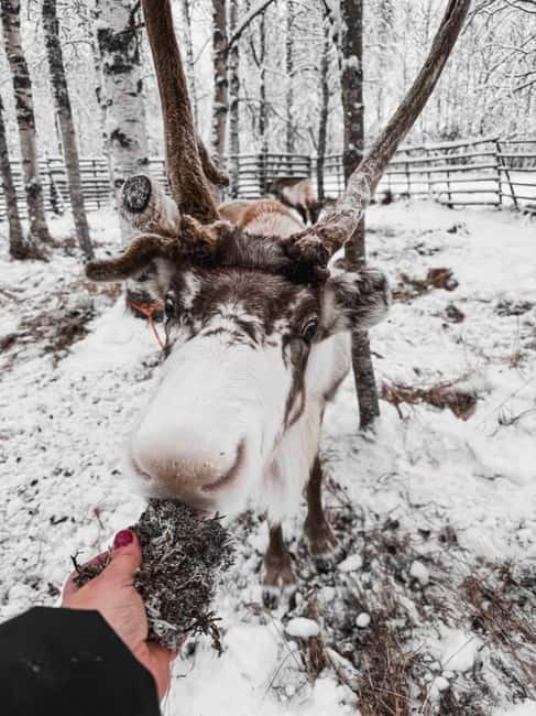 Rovaniemi: Reindeer Experience with Sleigh Ride - FAQ