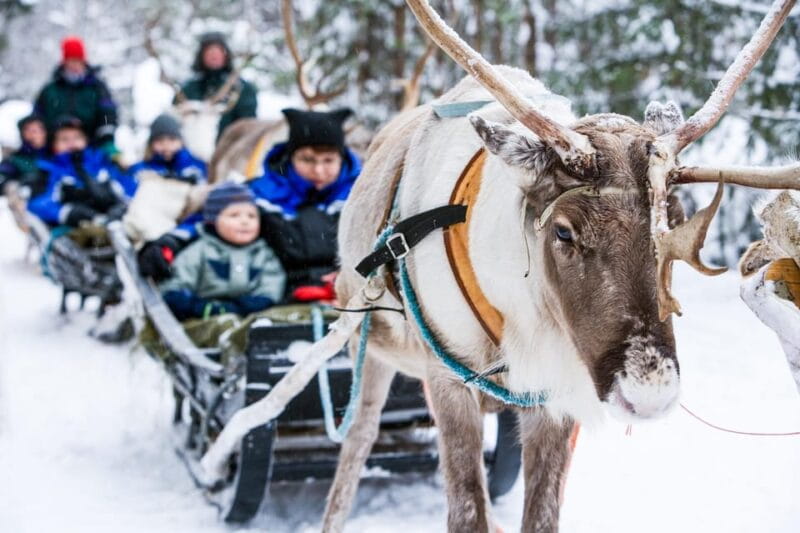 Rovaniemi: Reindeer Farm Visit and Sleigh Ride with transfer - Key points / Takeaways