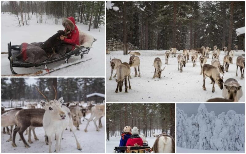 Rovaniemi: Reindeer Farm Visit and Sleigh Ride with transfer - Warming Up with Hot Drinks and Cookies