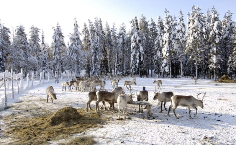 Rovaniemi: Reindeer Farm Visit and Sleigh Ride with transfer - Who Will Love This Tour?