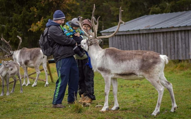 Rovaniemi: Reindeer Farm Visit at Autumn - FAQ