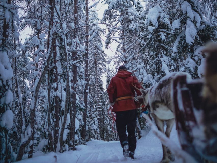 Rovaniemi: Reindeer Farm Visit & Short Sled Ride - Reindeer Companions and Cultural Heritage