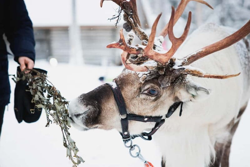 Rovaniemi: Reindeer, Huskies & Santa Claus Village - Key points / Takeaways