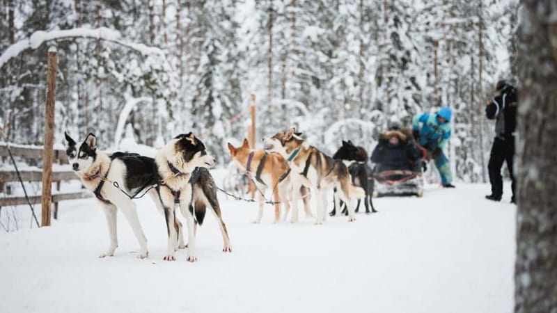 Rovaniemi: Reindeer, Huskies & Santa Claus Village - Final Thoughts: A Genuine Arctic Experience