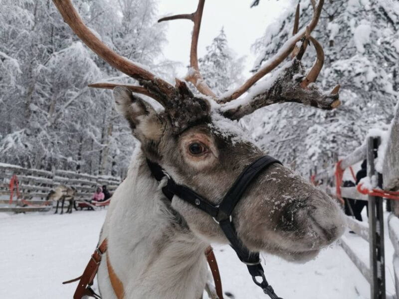 Rovaniemi: Reindeer, Huskies, Santa's Pets & Aurora Hunt - Key Points / Takeaways