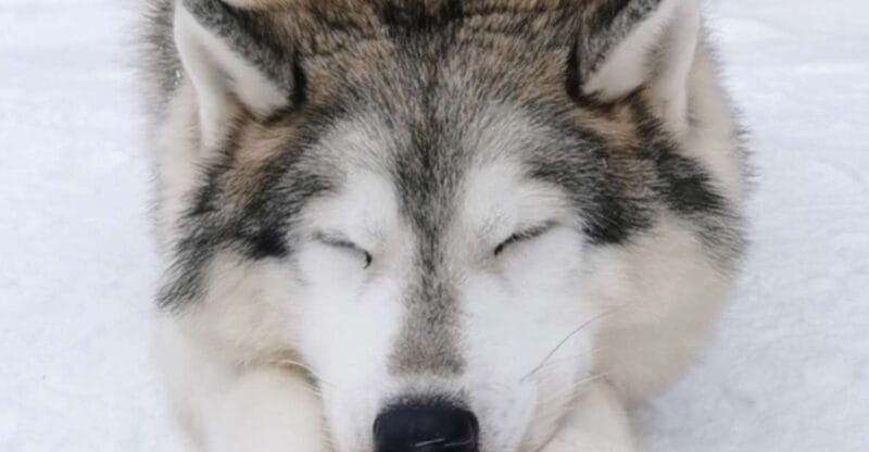 Rovaniemi: Reindeer, Huskies, Santa's Pets & Aurora Hunt - Logistics and What’s Included