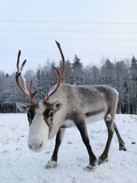 Rovaniemi: Reindeer, Huskies, Santa's Pets & Aurora Hunt - Who Will Love This Tour?