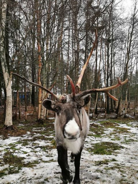 Rovaniemi: Reindeer, Huskies, Santa's Pets & Aurora Hunt - Practical Tips to Maximize Your Experience