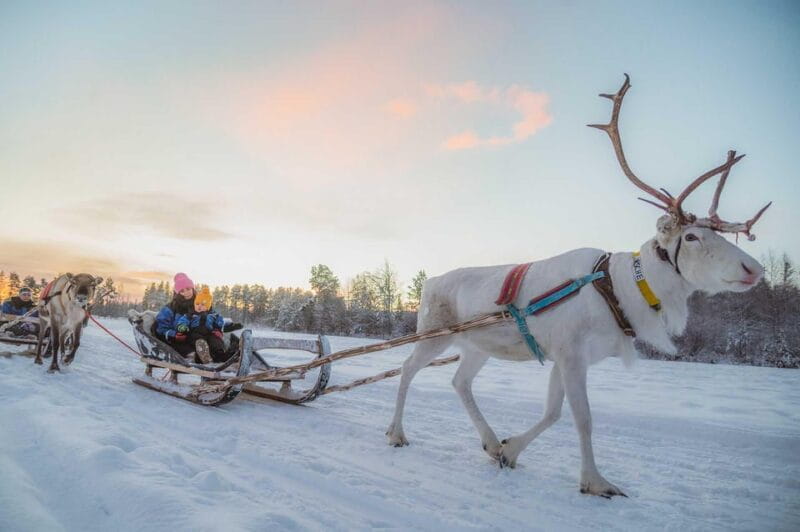 Rovaniemi: Reindeer Ride to Santa through the Magic Forest - Setting the Scene: What to Expect from This Arctic Adventure