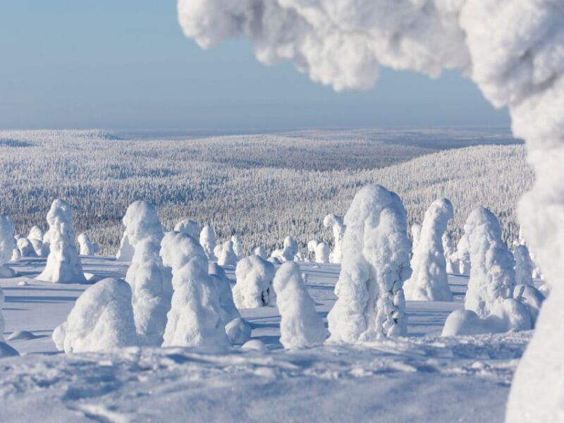 Rovaniemi: Riisitunturi Full-Day Wilderness Adventure & BBQ - Key points / Takeaways