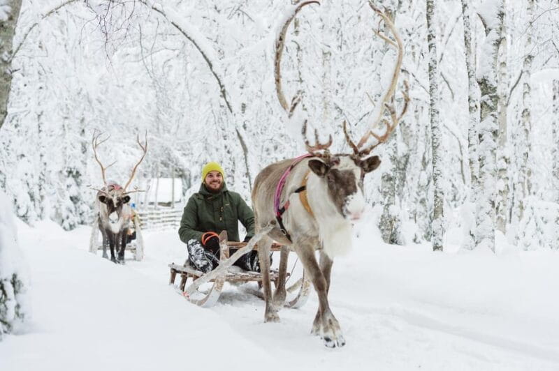 Rovaniemi: Santa's Village, Husky, & Reindeer Sled Ride - Huskies: The Energetic Sledders of Lapland