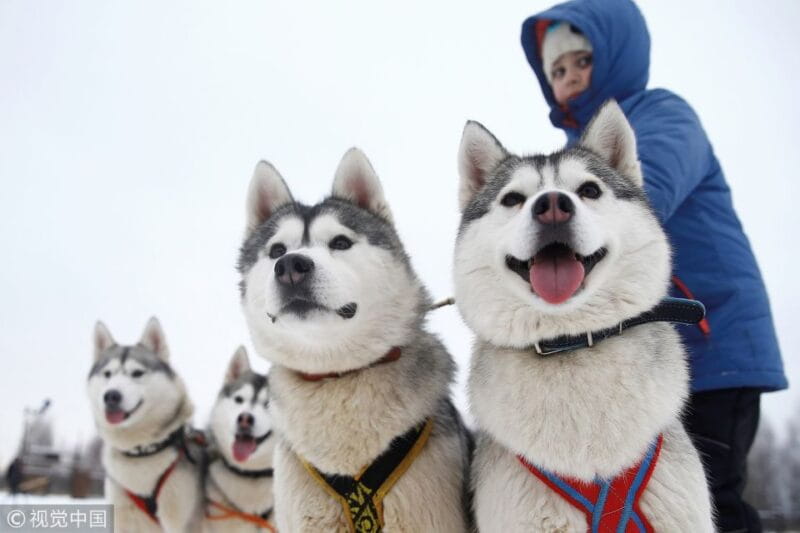 Rovaniemi: Self-Drive Husky Sleigh Ride Adventure - FAQ